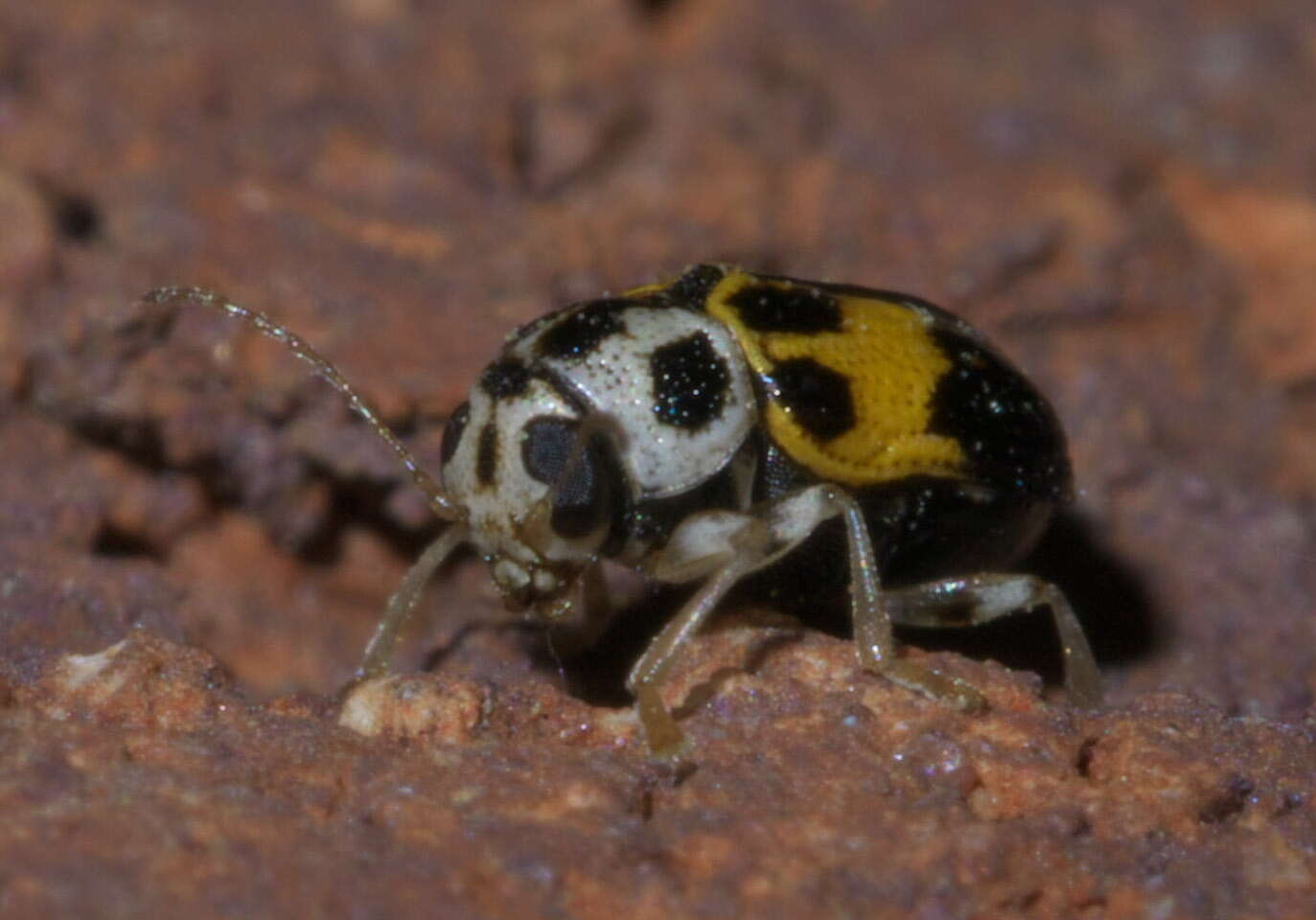 Image of Pachybrachis tridens (F. E. Melsheimer 1847)