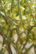 Image of birdnest buckwheat