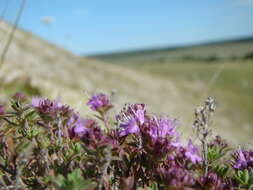 Image of Thymus dubjanskyi Klokov & Des.-Shost.