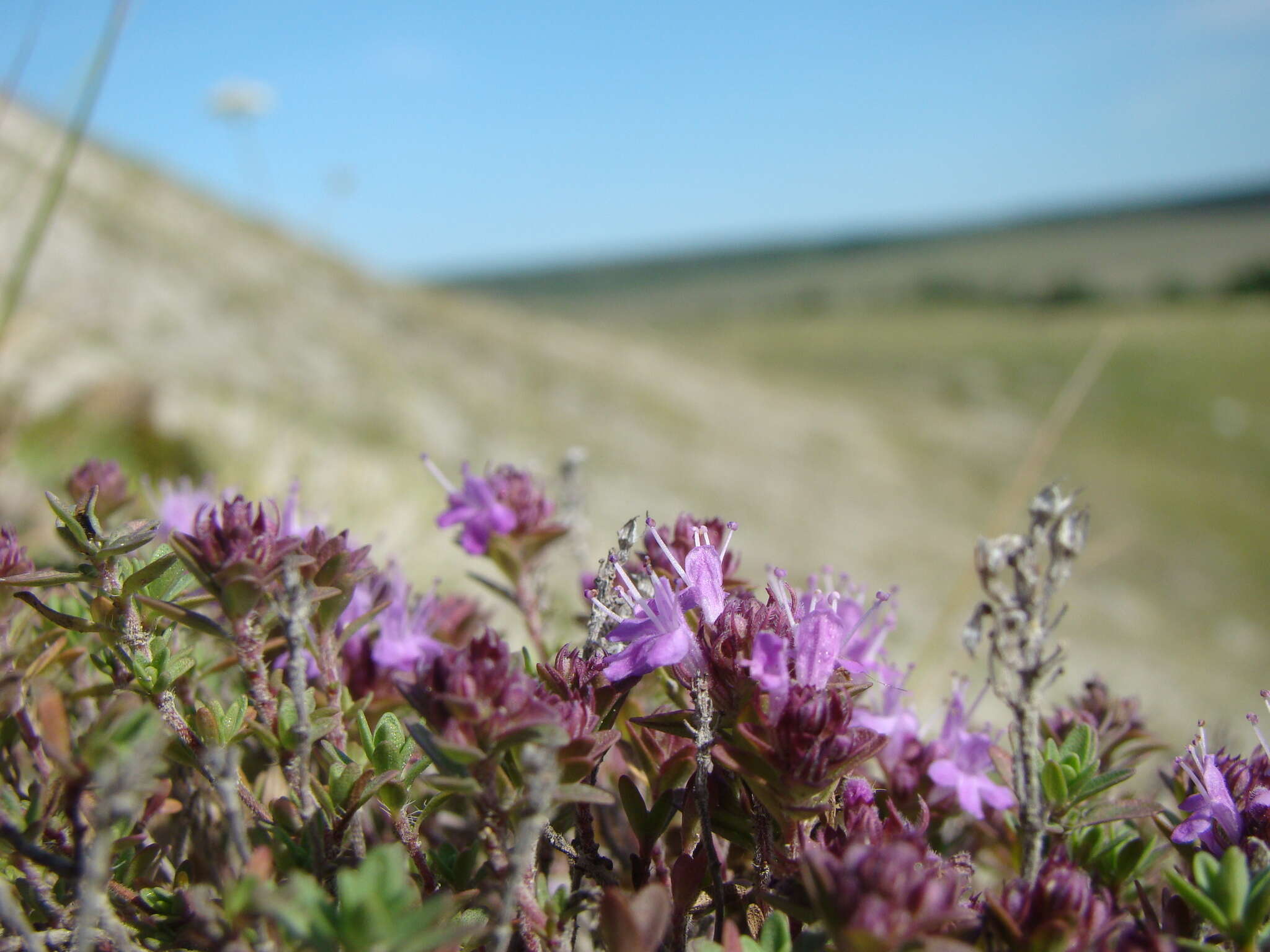 Thymus dubjanskyi Klokov & Des.-Shost. resmi