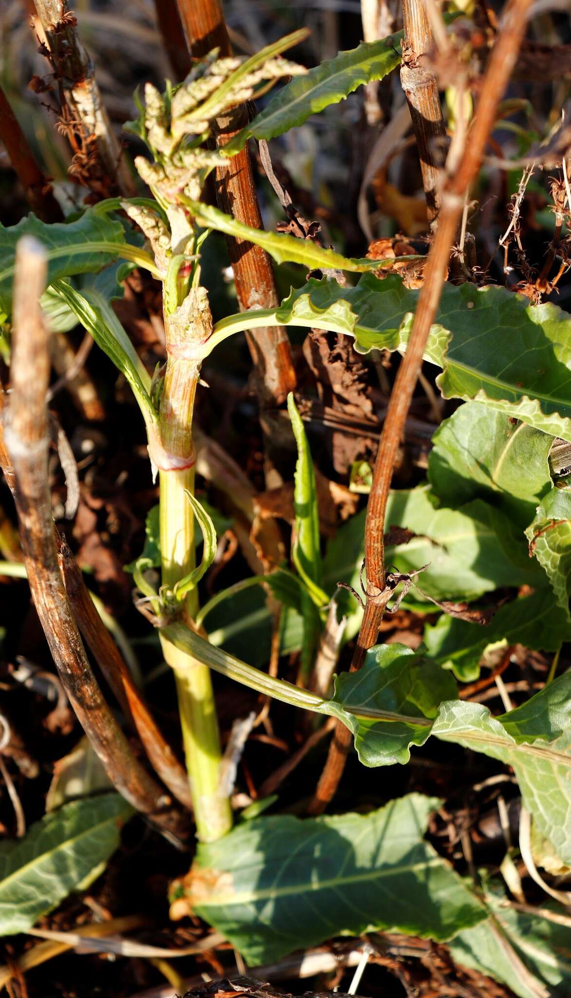 Rumex stenophyllus Ledeb. resmi