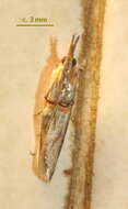 Image of Moth