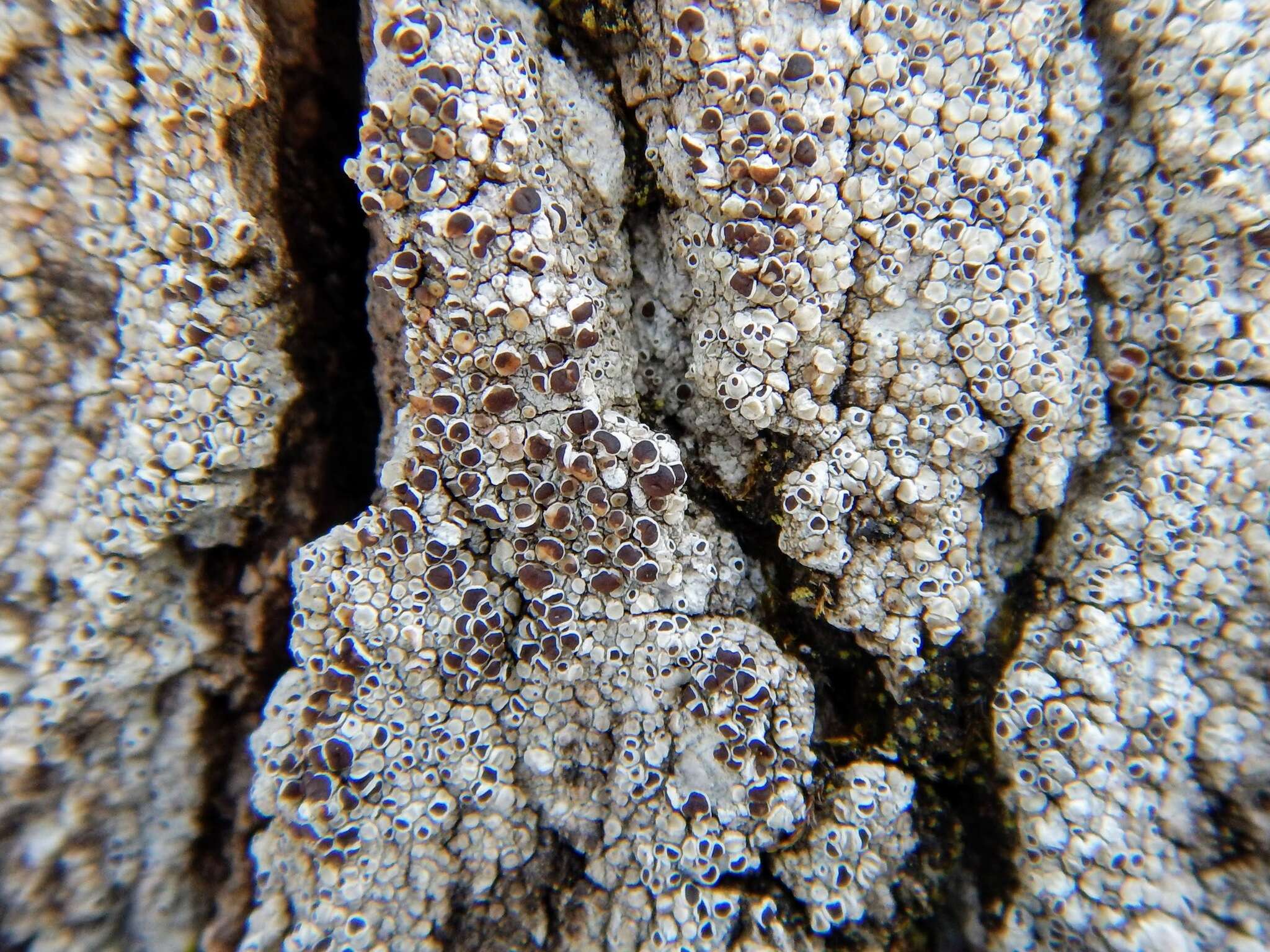 Image of rim lichen