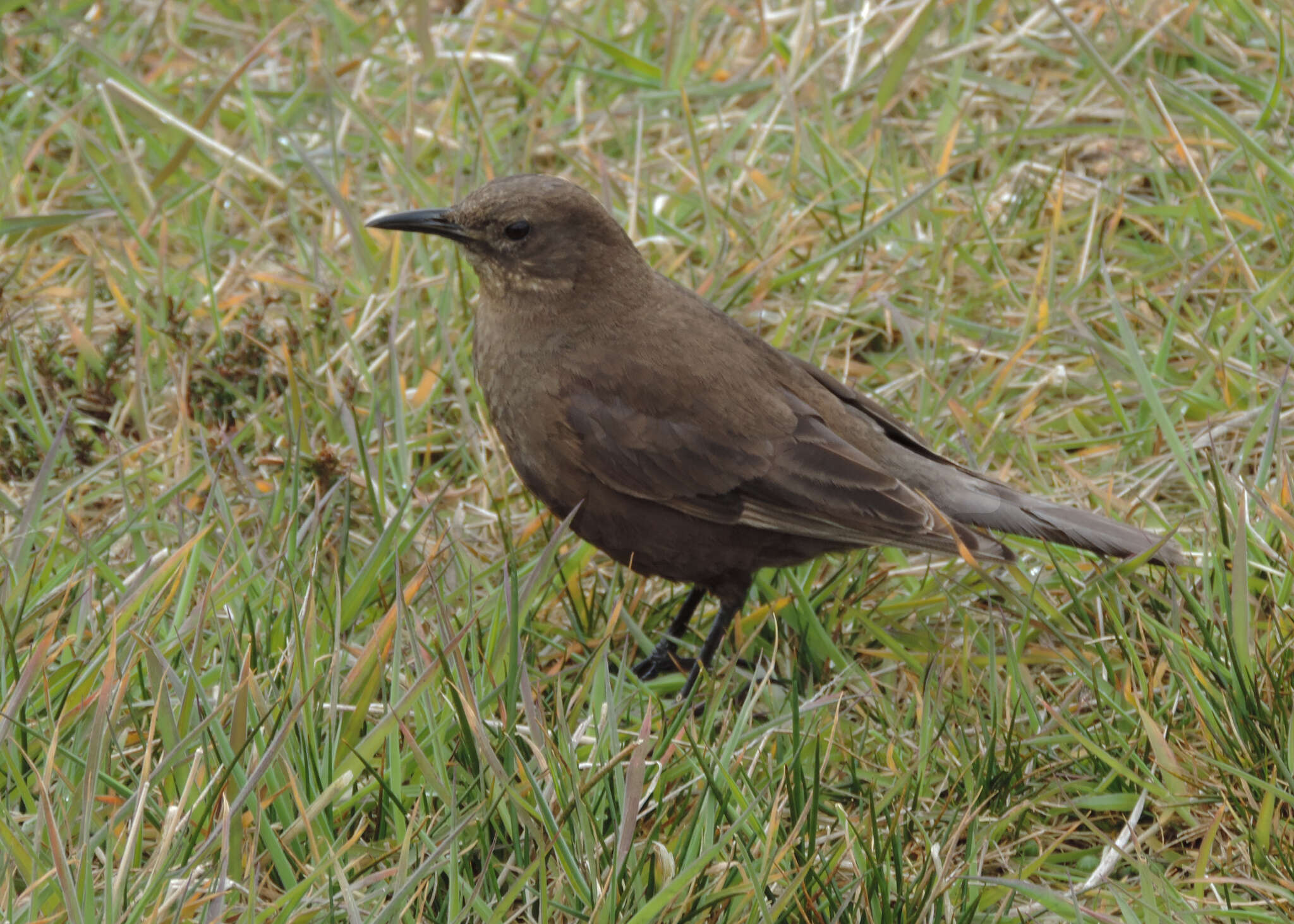 Cinclodes antarcticus antarcticus (Garnot 1826)的圖片