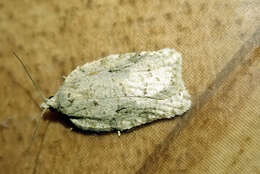 صورة Acleris placidus Yasuda & Kawabe 1980