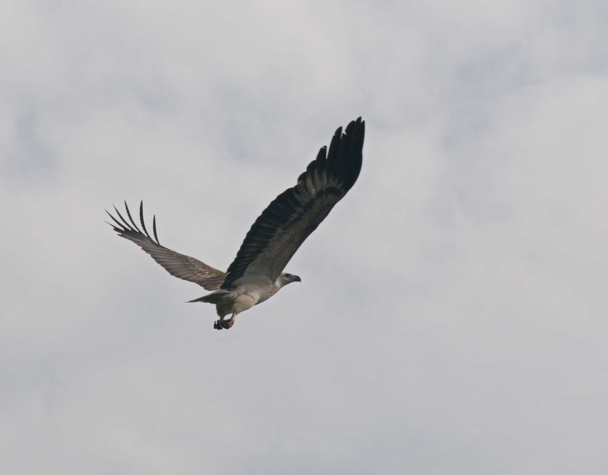 Image of White-bellied Sea Eagle