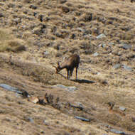 Image of Abruzzo Chamois