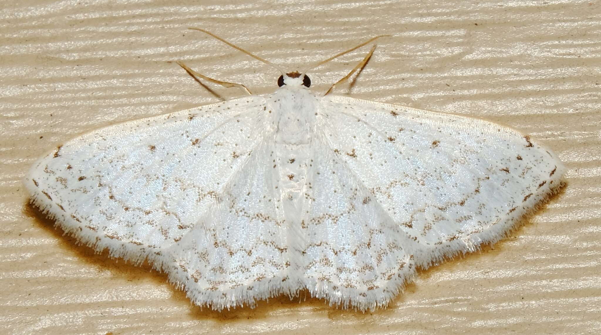 صورة Idaea tacturata (Walker 1861)