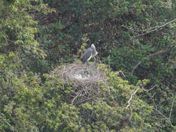 Imagem de Ardea insignis Hume 1878