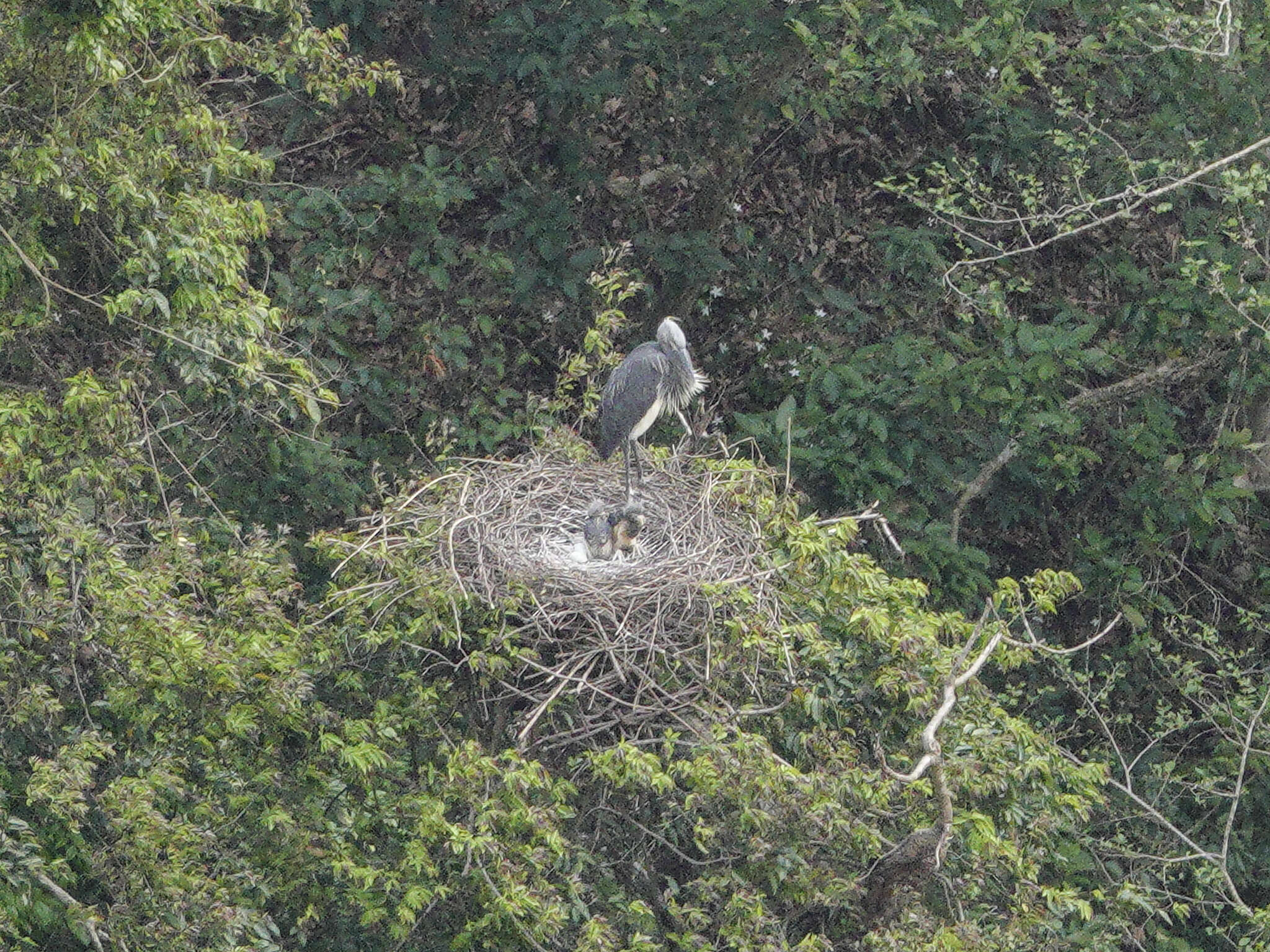 Слика од Ardea insignis Hume 1878