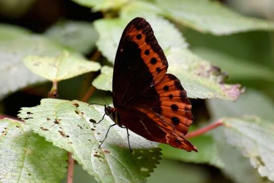 Image de Oxeoschistus simplex Butler 1868