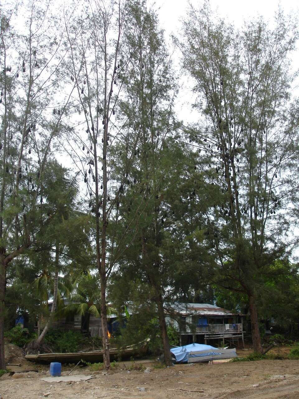 Image of Island Flying Fox