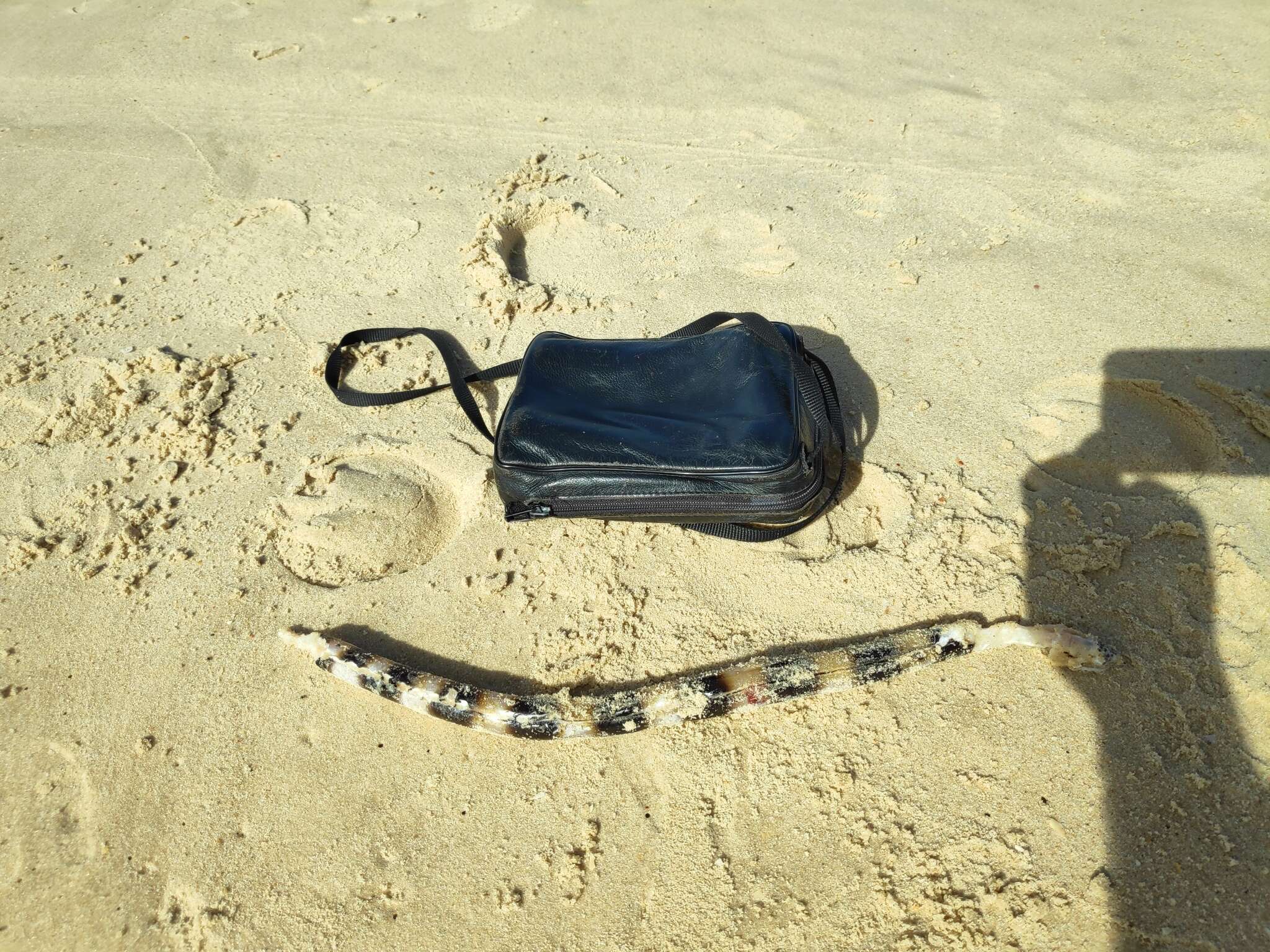 Image of Saddled Snake Eel