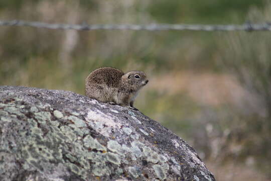 Image of Great Basin Ground Squirrel