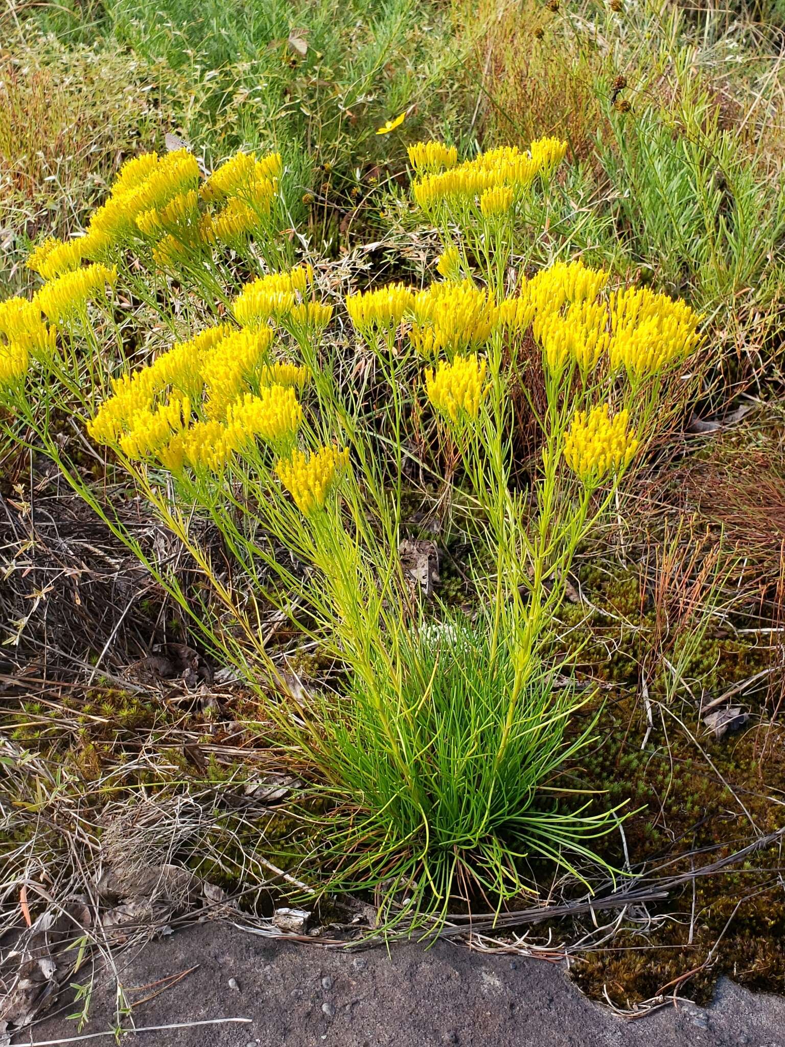 Image of Nuttall's rayless goldenrod