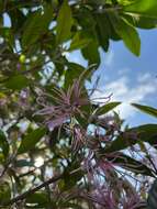 Image of Chionanthus pubescens Kunth