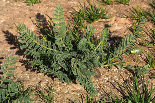 Imagem de Astragalus caprinus L.