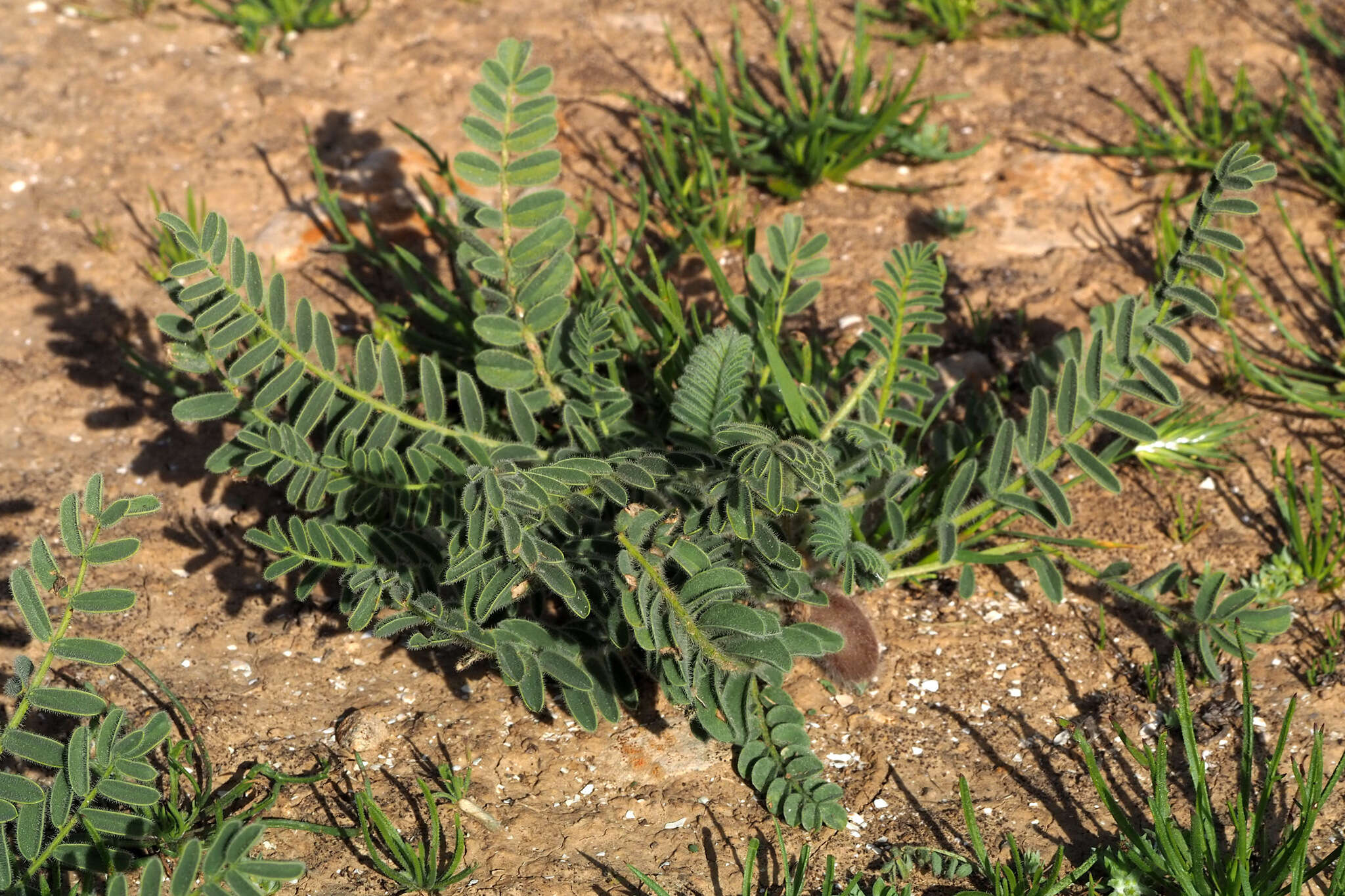 Image of Astragalus caprinus L.