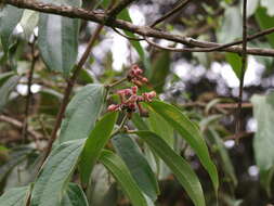 Image of Cavendishia pubescens (Kunth) Hemsl.