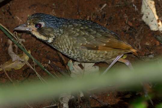 Image of Variegated Antpitta