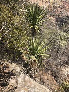 Image of Dracaena transvaalensis Baker