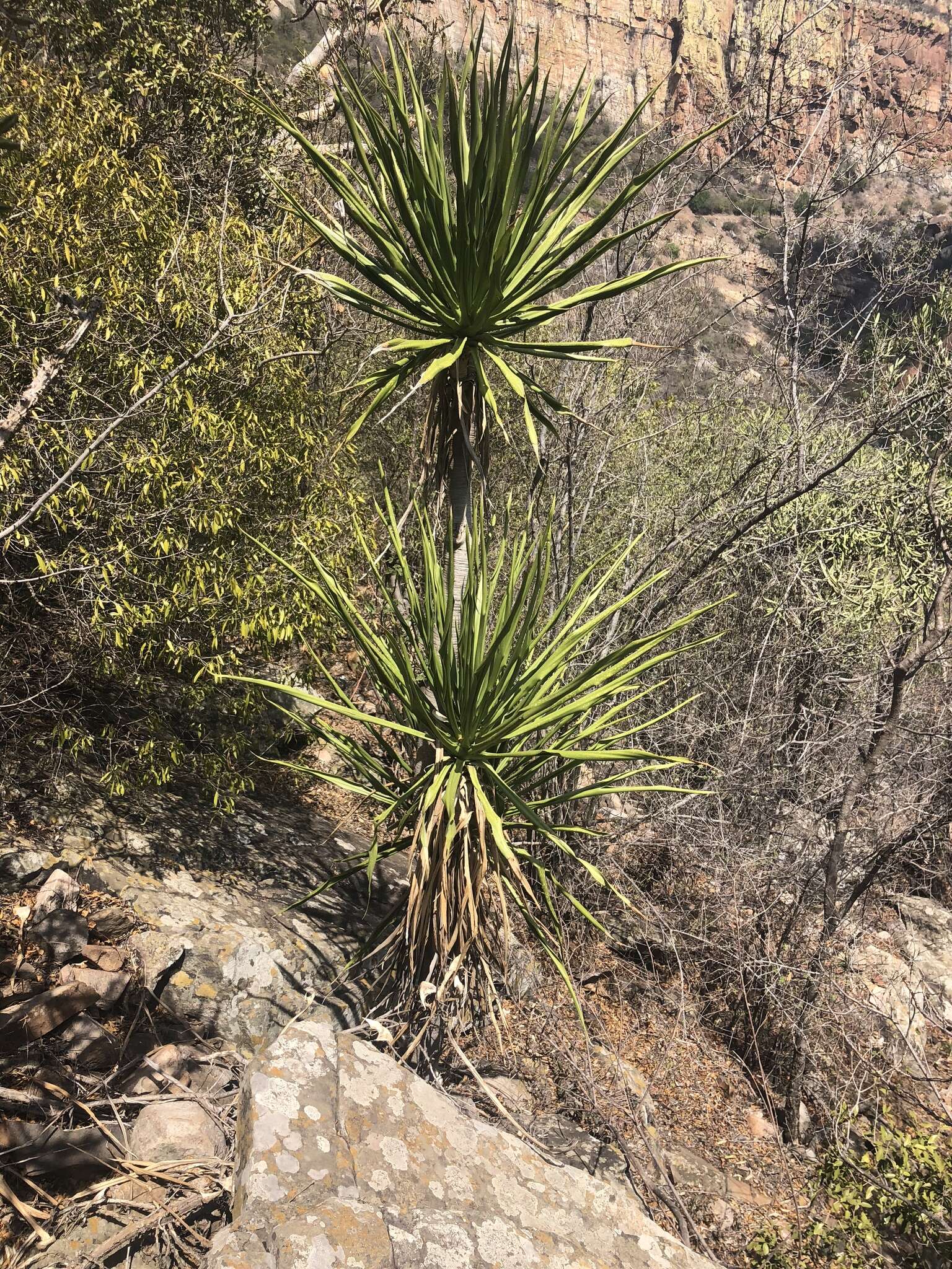 Слика од Dracaena transvaalensis Baker