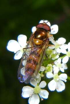 Image of Banded Meliscaeva