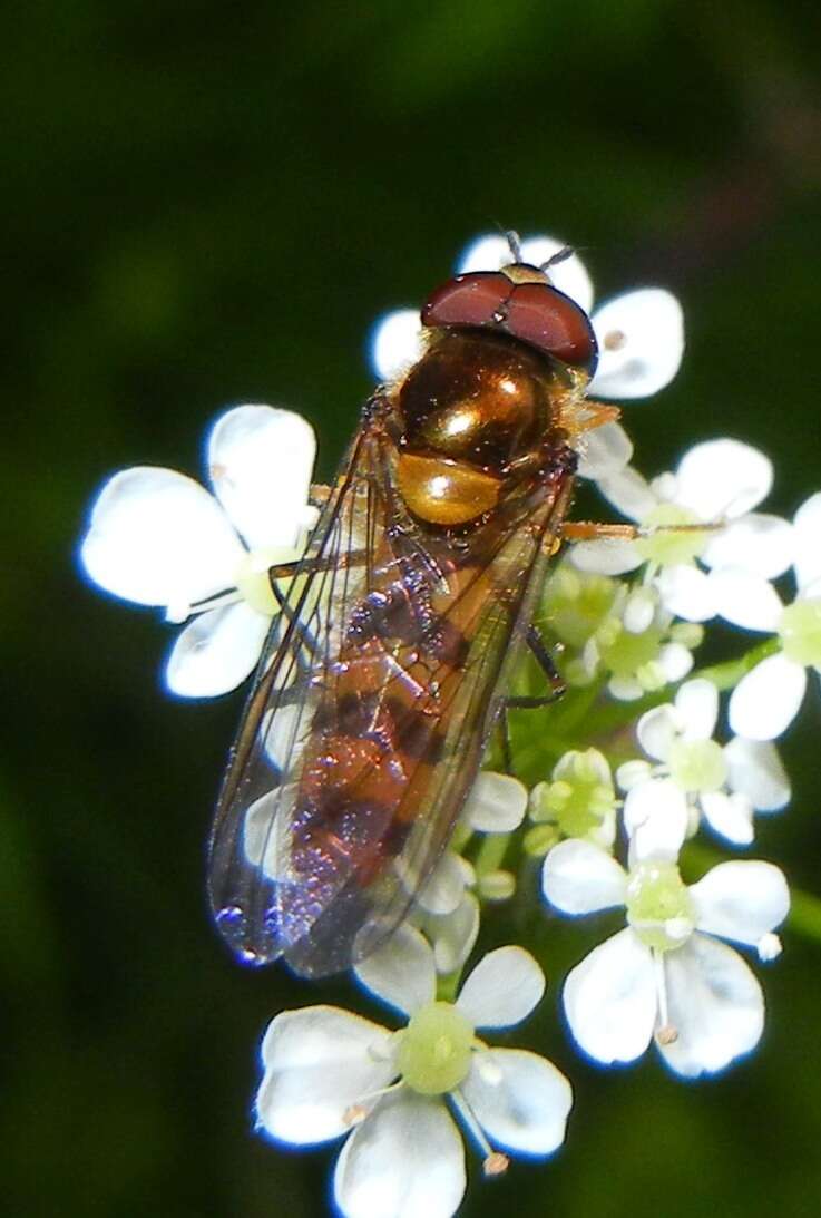 Image of Banded Meliscaeva