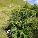 Imagem de Heracleum sphondylium subsp. orsinii (Guss.) H. Neumayer