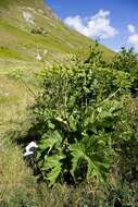 Image of Heracleum sphondylium subsp. orsinii (Guss.) H. Neumayer