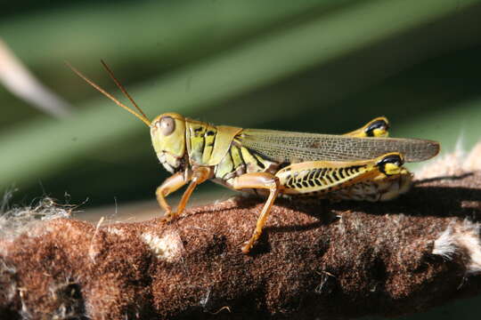 Image of Differential Grasshopper