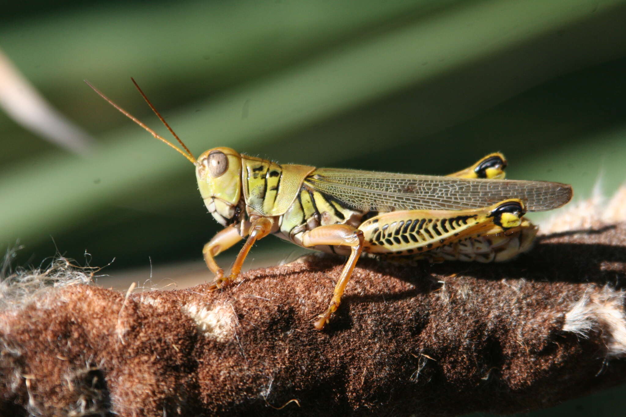 Melanoplus differentialis (Thomas & C. 1865)的圖片