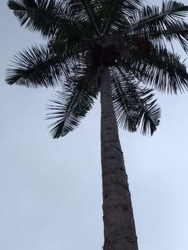 Image of wax palm