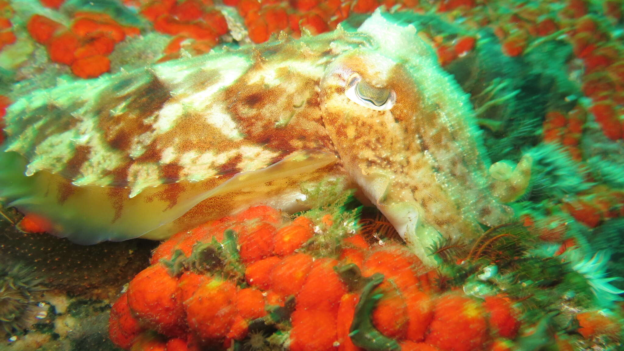 Image of Patchwork Cuttlefish