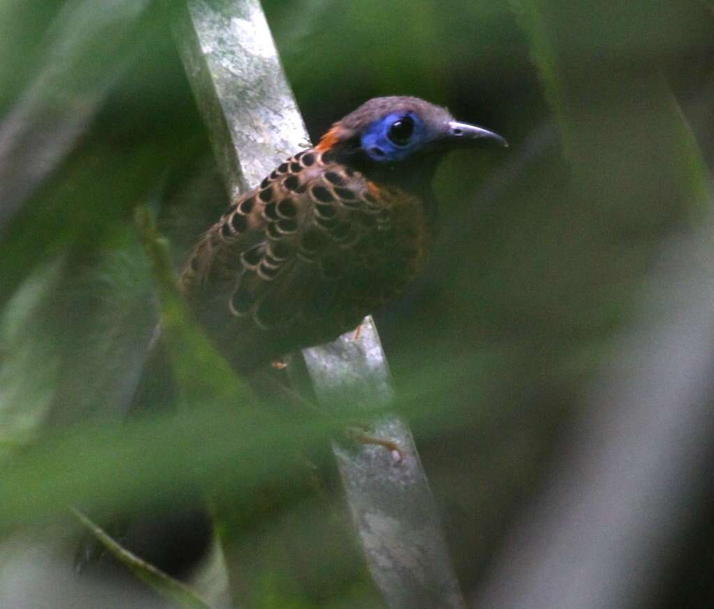 Image of Phaenostictus Ridgway 1909