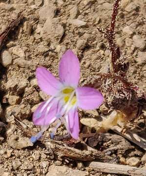 Image of fineflower gilia