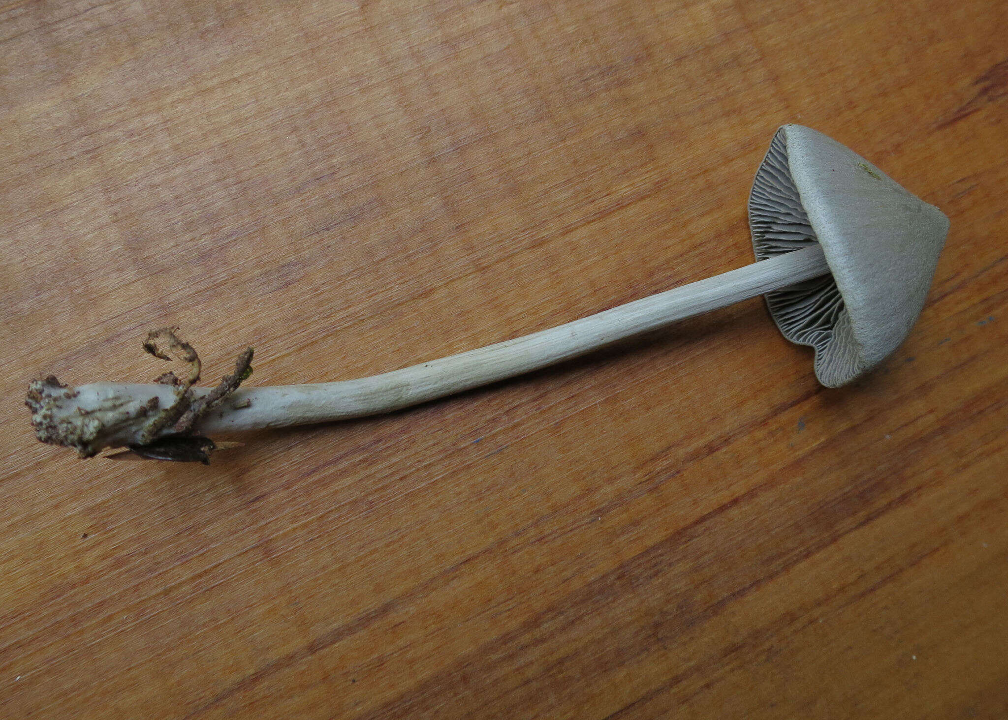 Image of Entoloma canoconicum E. Horak 1976