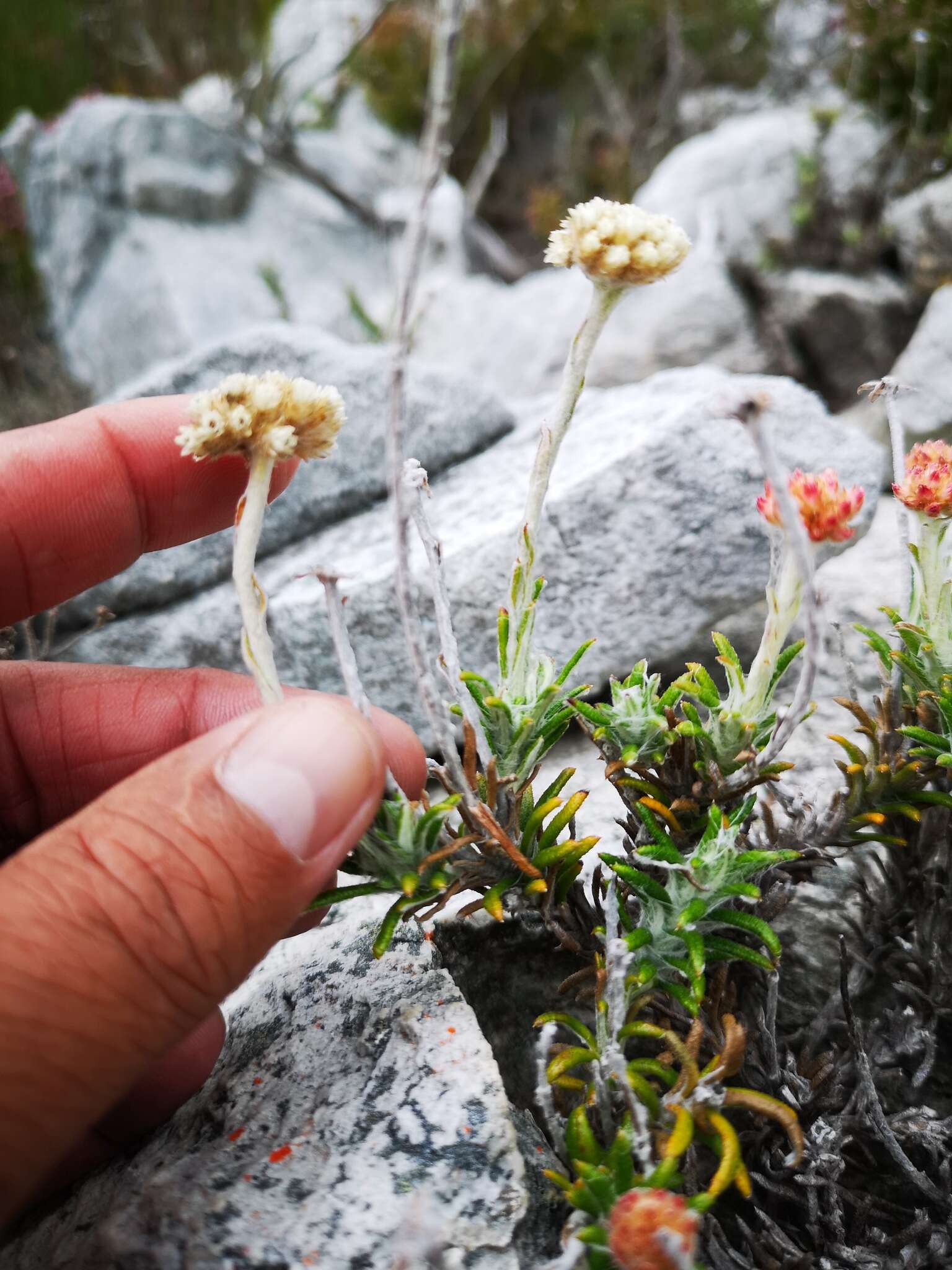 Image of Anaxeton asperum subsp. asperum