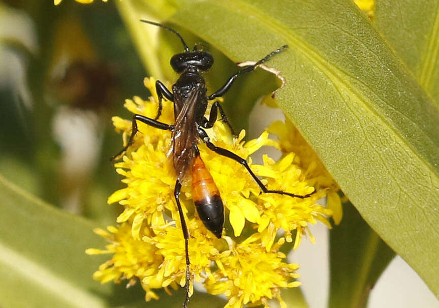 Image of Podalonia robusta (Cresson 1865)