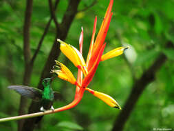 Image of Steely-vented Hummingbird