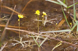 Image of little floating bladderwort