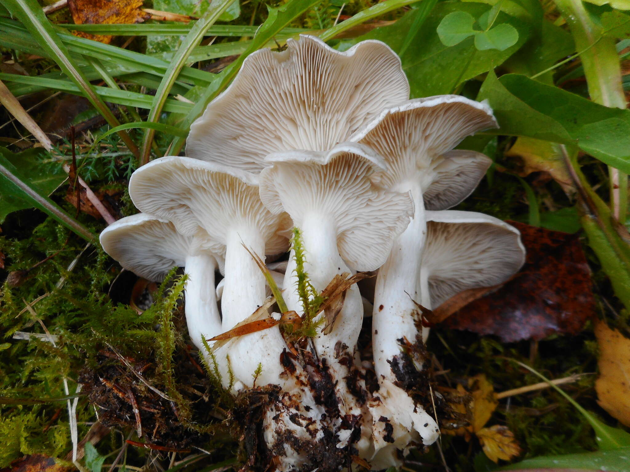 Image of Leucocybe