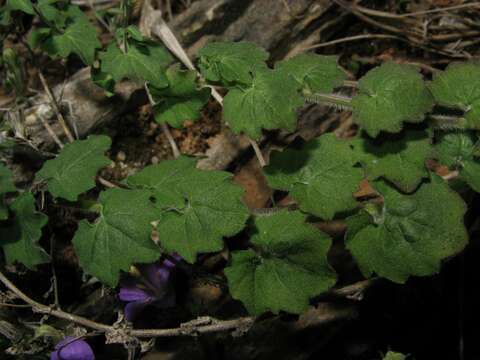 Image of Campanula arvatica Lag.