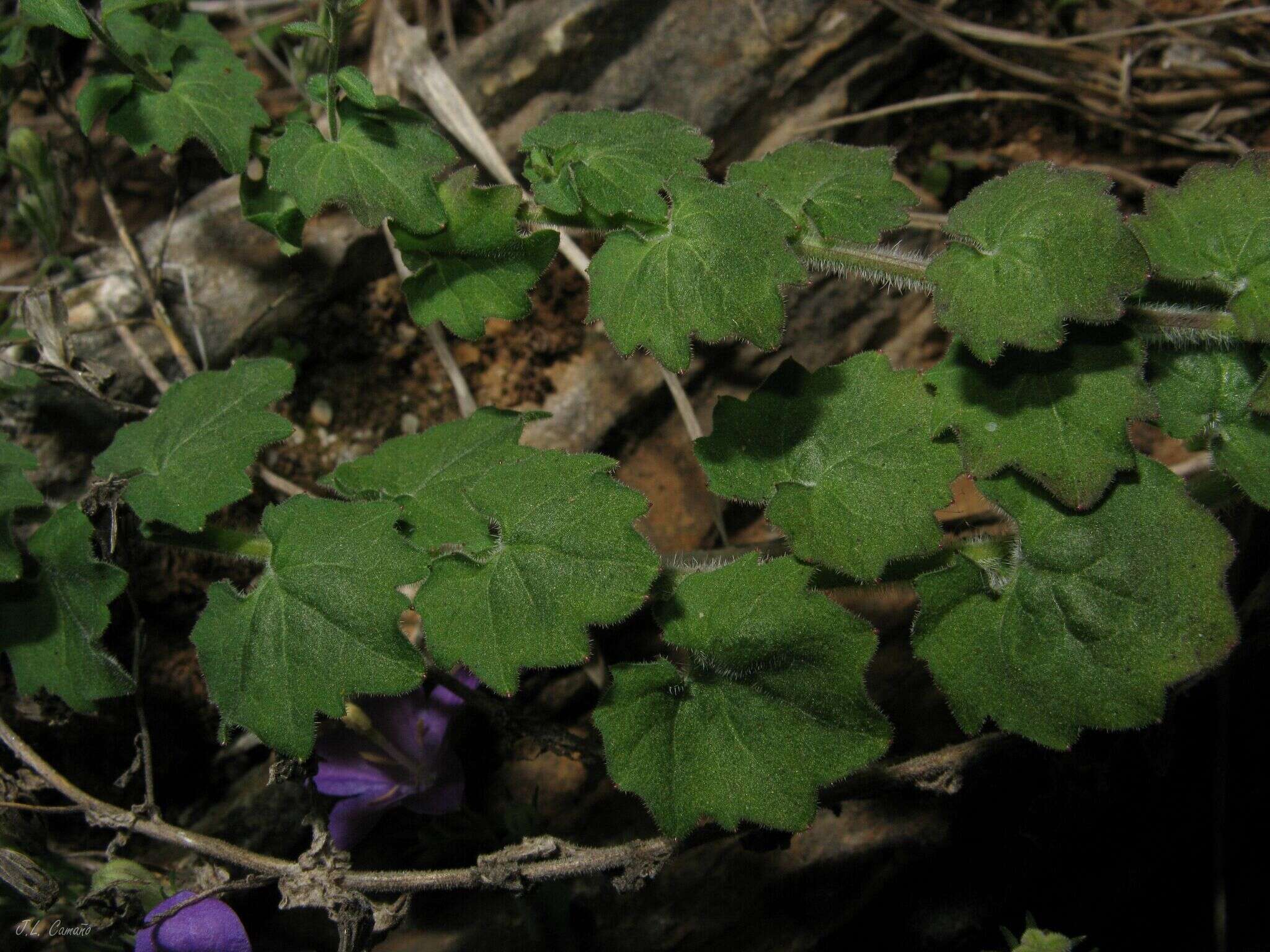Image of Campanula arvatica subsp. adsurgens (Leresche & Levier) Damboldt