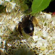 Image of Hawthorn Andrena
