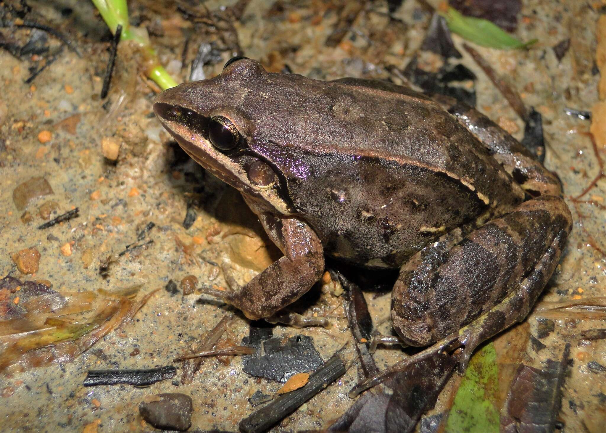 Image of Leptodactylus notoaktites Heyer 1978