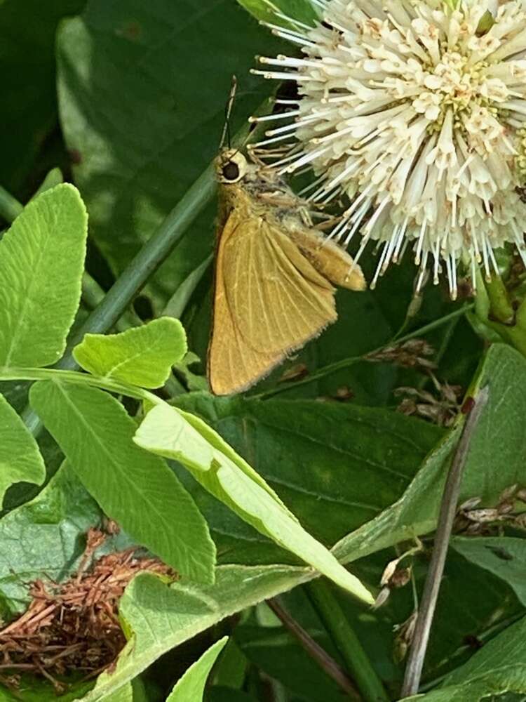 Image of Rare skipper