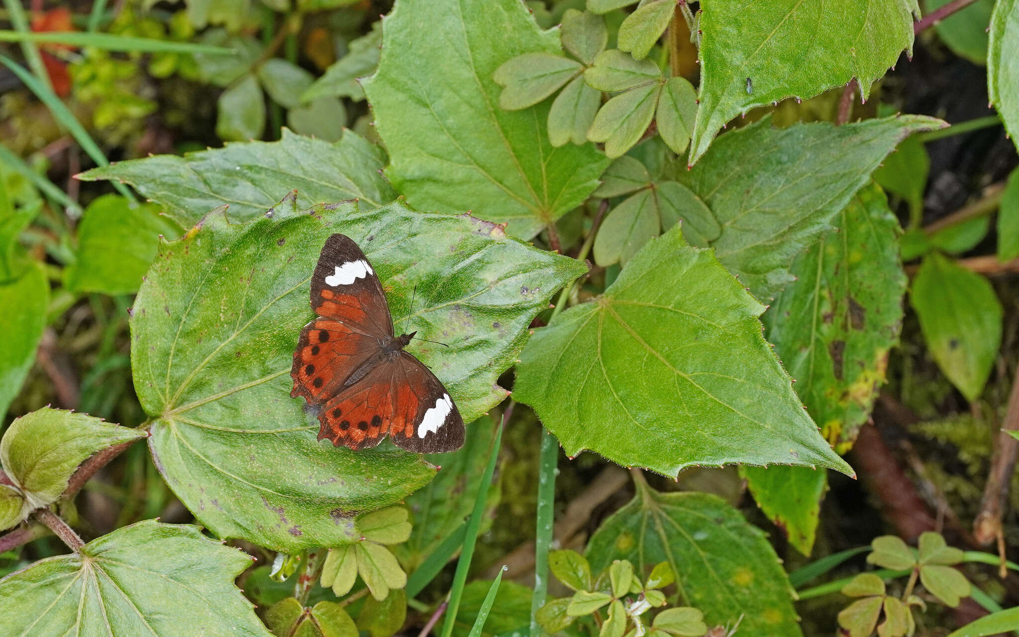 Image of Lasiophila prosymna Hewitson 1857