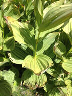 Image de Veratrum californicum var. californicum