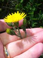 Imagem de Hieracium maculatum Schrank